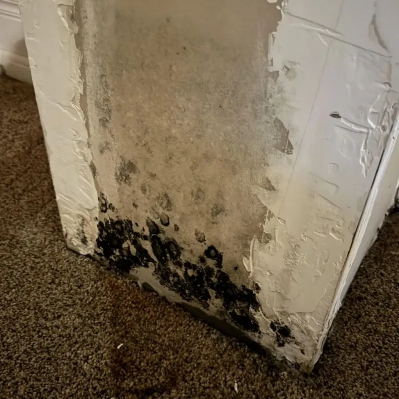 Professional Mold Removal in Benton, TN